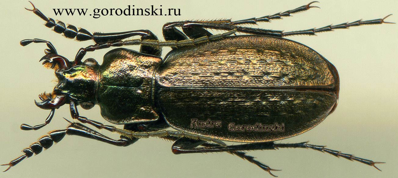 http://www.gorodinski.ru/carabus/Rhigocarabus thais thais.jpg